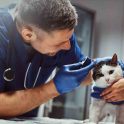 Gastos veterinarios deducibles en España